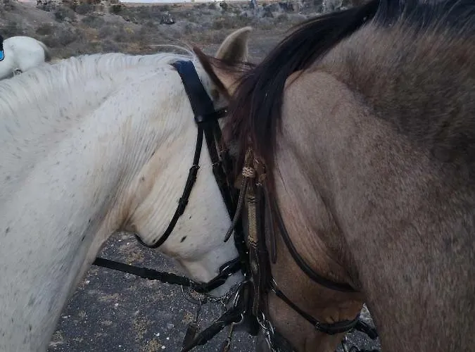 Casita De Gato * Tahiche